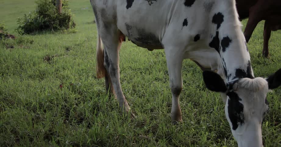 Cows graze in a grassy field