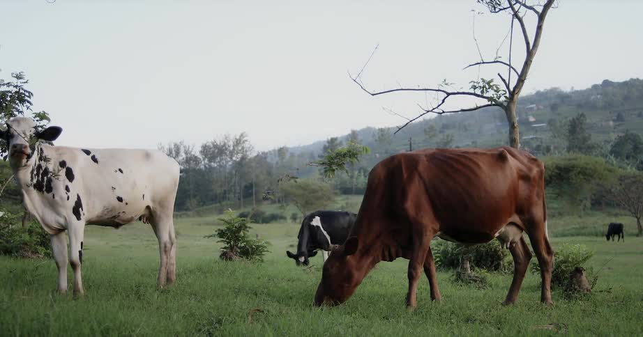 Cows are grazing in a green pasture
