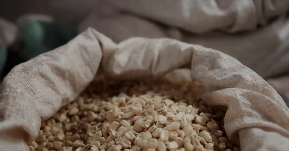 Grains of corn gathered in a burlap sack