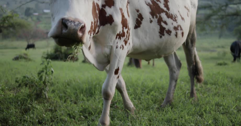 Cows are grazing in a field during the day
