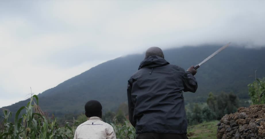 A man and boy are hiking past a cornfield toward a mountain on a cloudy day