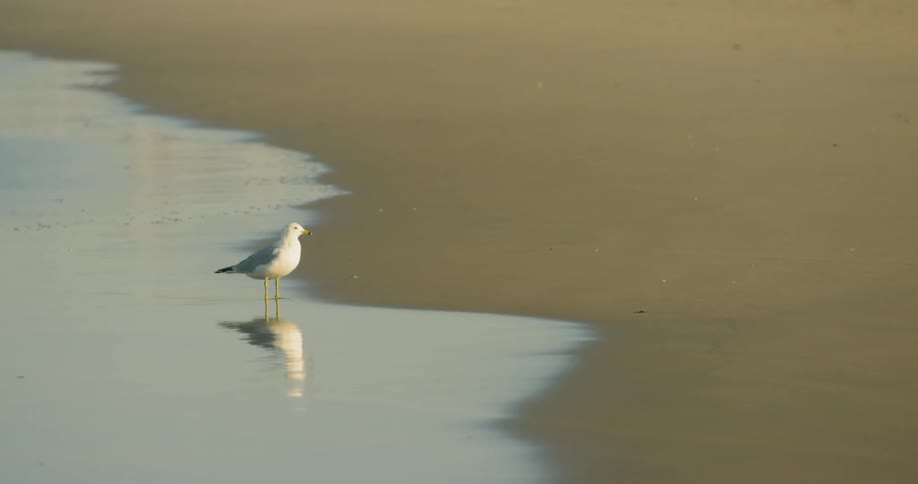 A seagull stands on a beach