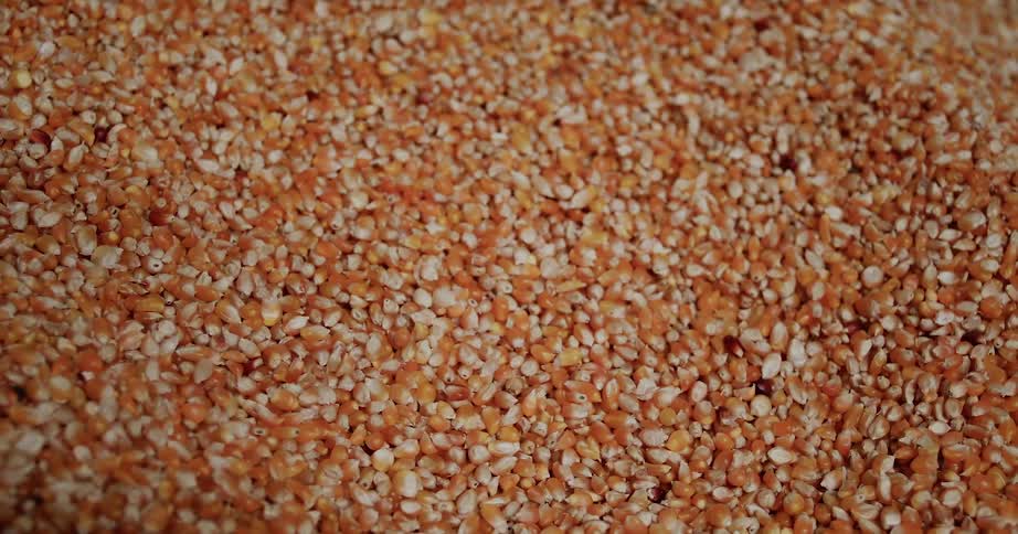 A whole lot of dried corn kernels