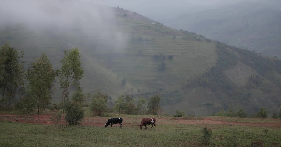 Cows graze on grass in a field near the hills