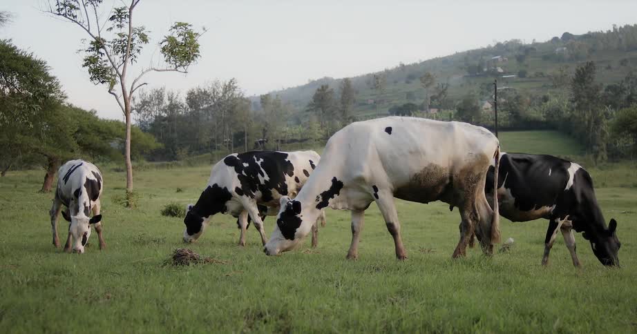 A group of cows are grazing in a field