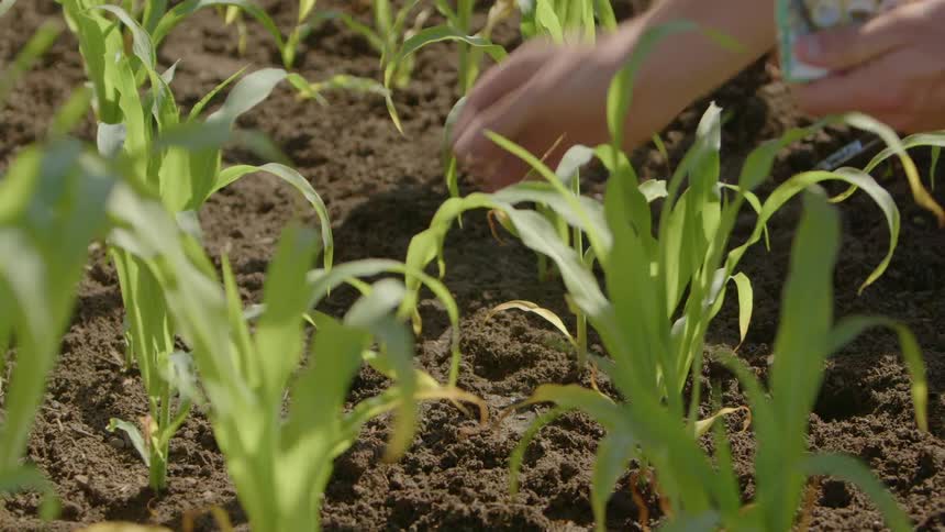 Seeds are planted in a garden