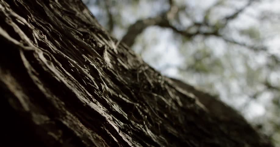 Bark covers a tree branch