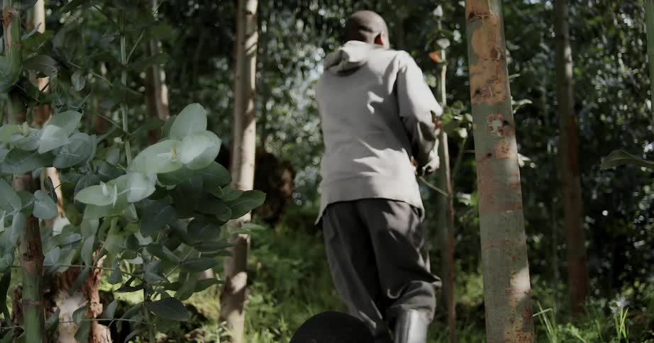A man is hacking branches with a machete as a boy picks up the debris left