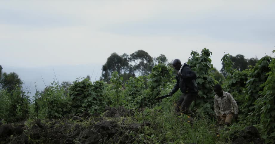 A man and boy walk through dense foliage
