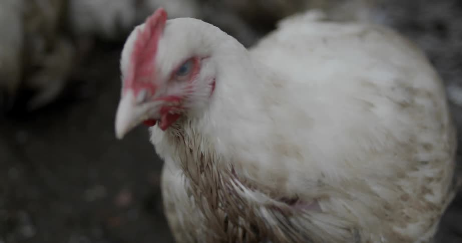 Chickens walking around in the dirt