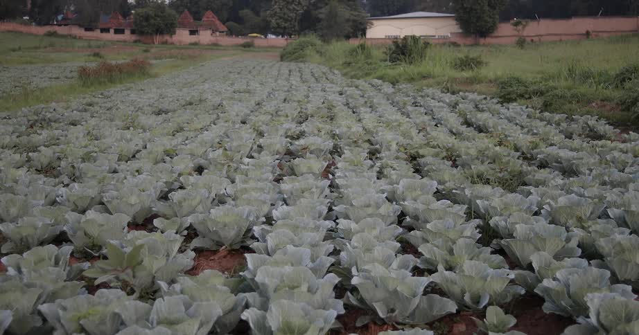 Crops grow on a farm