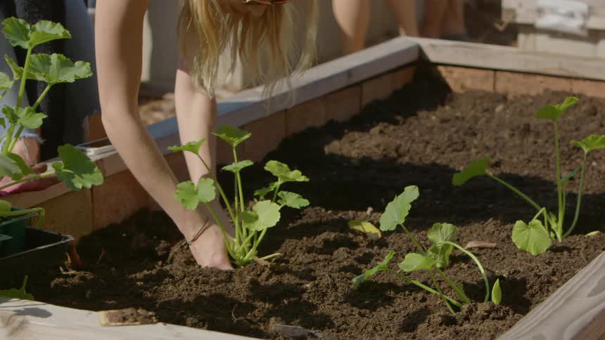 Woman plants a plant in a raised garden bed