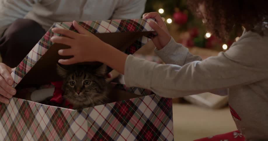 Child opens a gift of a cat and lifts it out of the box
