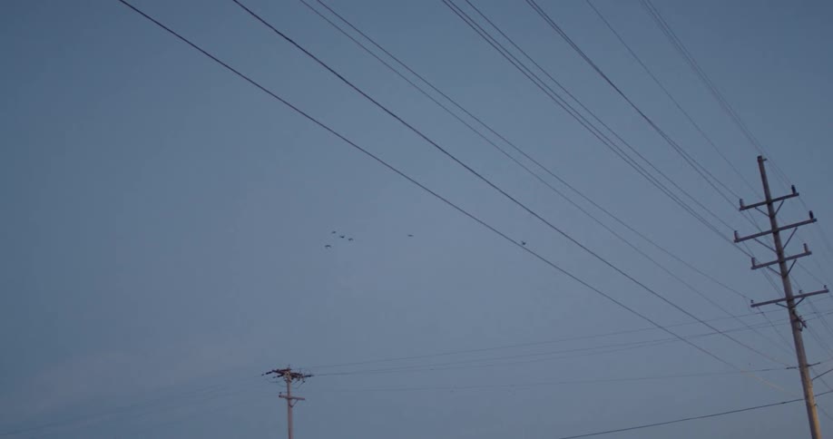 Birds fly high over power lines