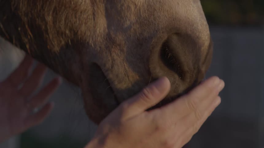 Man petting the side of a horse head