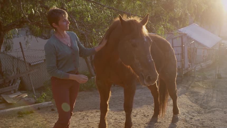 A person petting a horse
