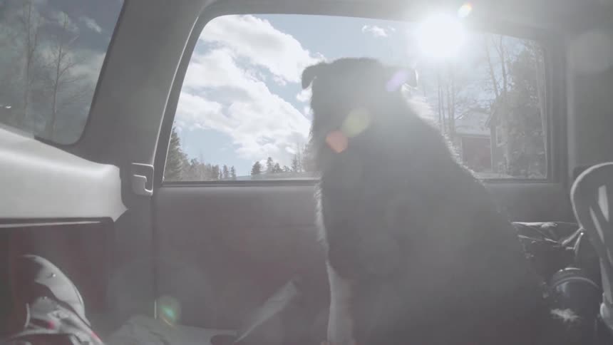 A dog is looking out an open window as it rides in a truck during the day