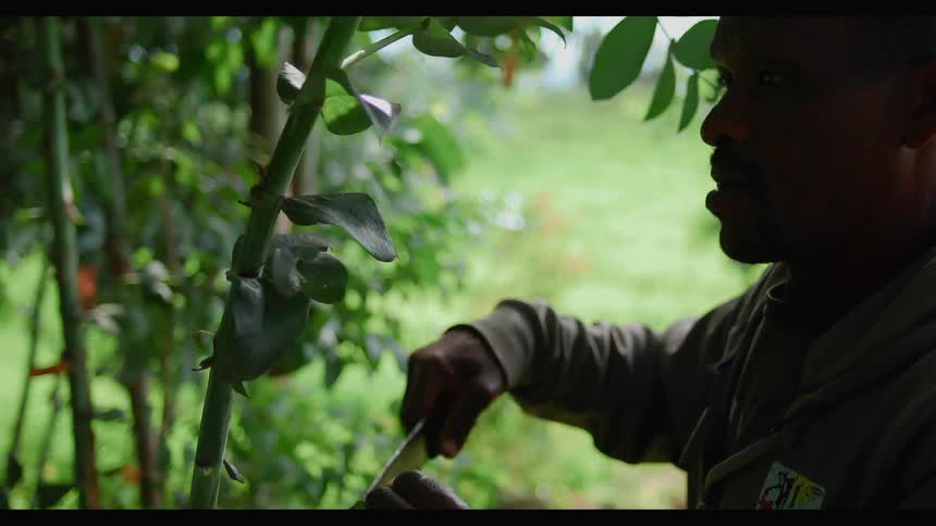 A man uses a machete to cut leaves from a plant