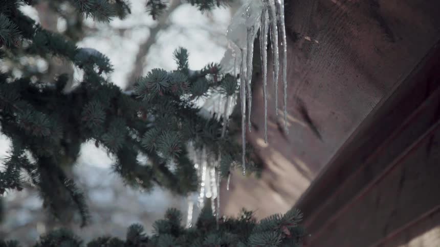 Icicles on the edge of a house drip onto tree branches