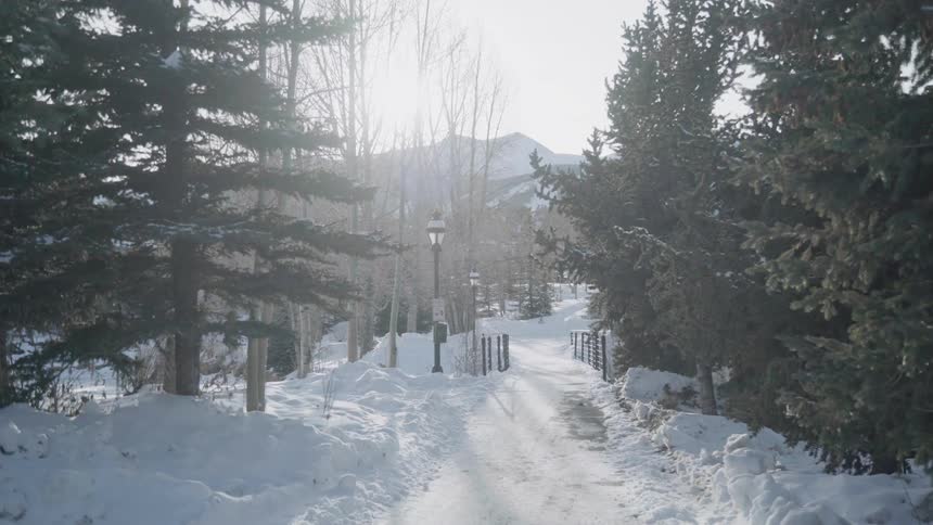 Snowy trail winds through wooded area on a sunny day