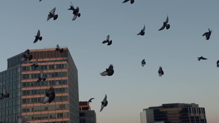 A flock of birds flies in a city at sunset