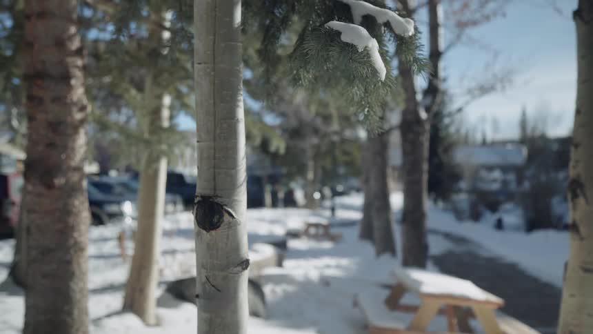 Snow is clinging to pine needles on a tree during a sunny day in winter