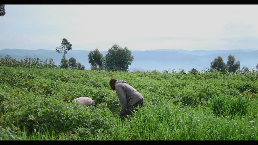 A father and son are picking things in the middle of a field