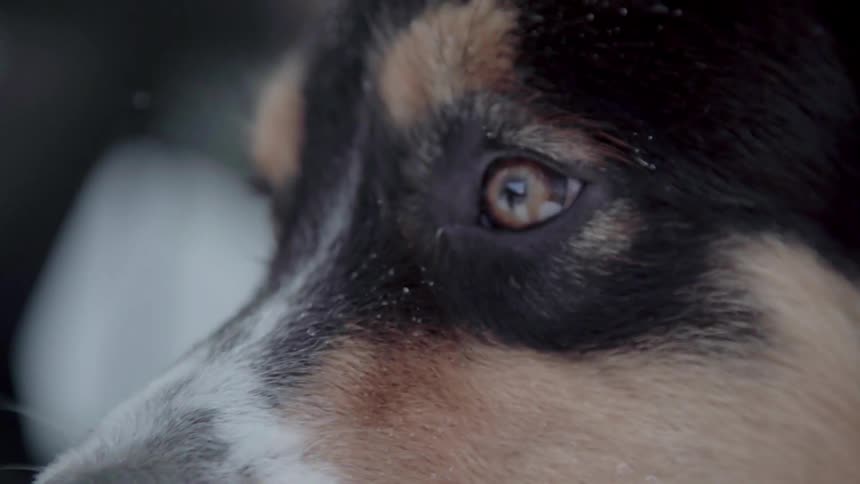A dog is looking around at its environment outside during the day