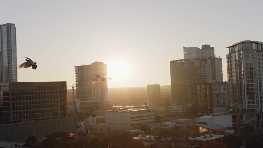 A flock of pigeons is flying above urban rooftops at dawn