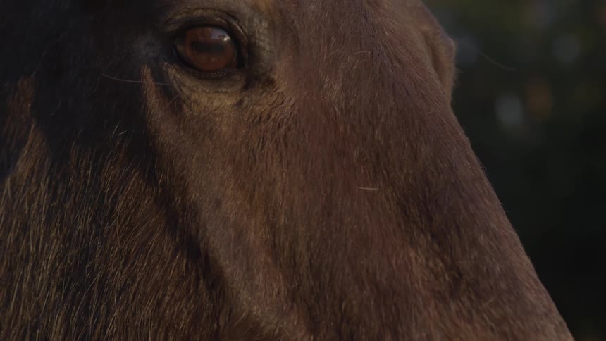 Up close of a brown horse's face