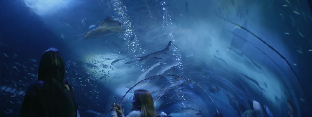 People stand in an aquarium tunnel