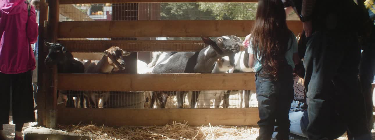 People walk by as others feed goats in a pen at a petting zoo