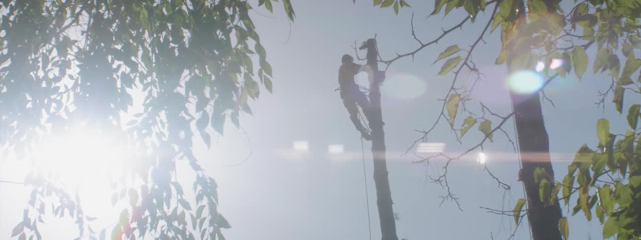 A man on top of the tree is cutting it down piece by piece