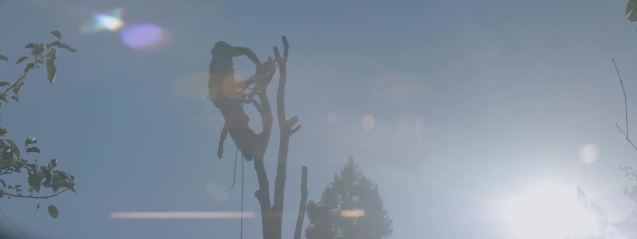 A worker cuts down a tree with a chainsaw
