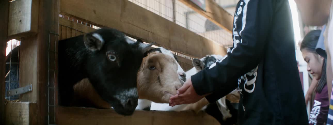 Goats peak their heads out to get fed