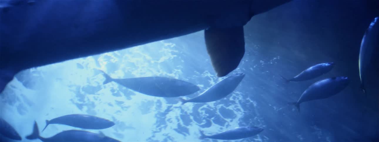 Marine life swims in the water