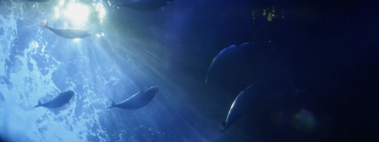 Fish are swimming around above the camera