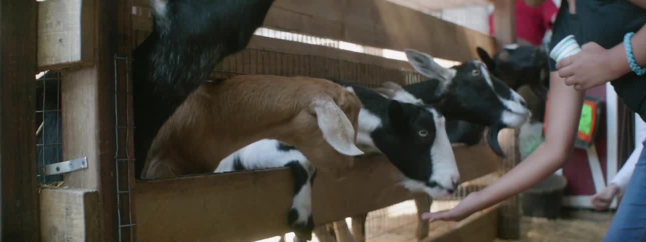 People feed the young goats poking through the fence