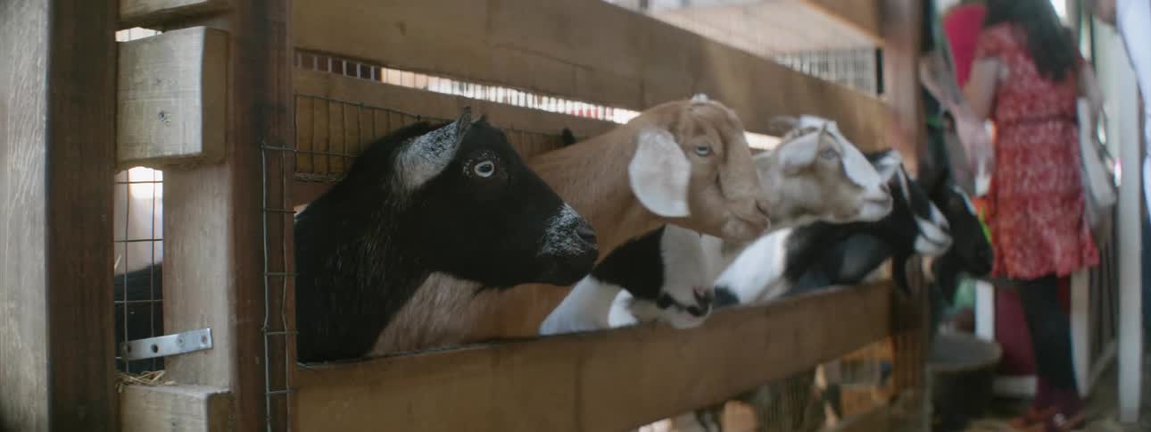 A row of goats eat from visitors hands