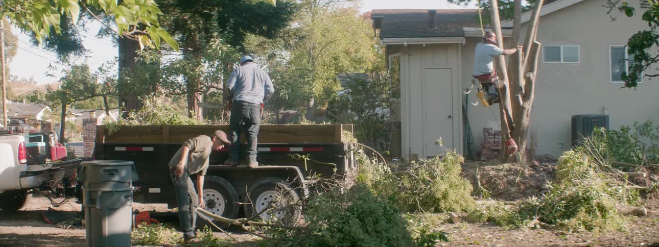 Workers trim trees in a neighborhood