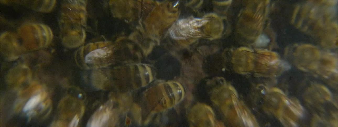 Bees swarm on honeycomb