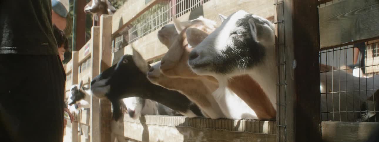 A man feeds goats on a farm