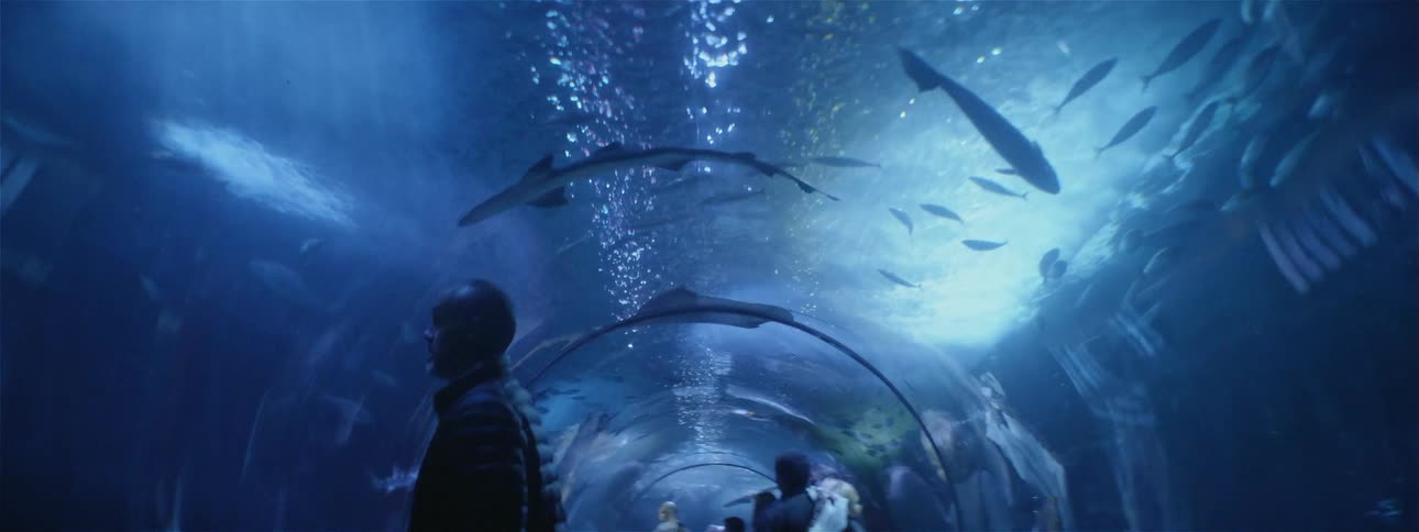 The fish swim around the aquarium tunnel as people watch on