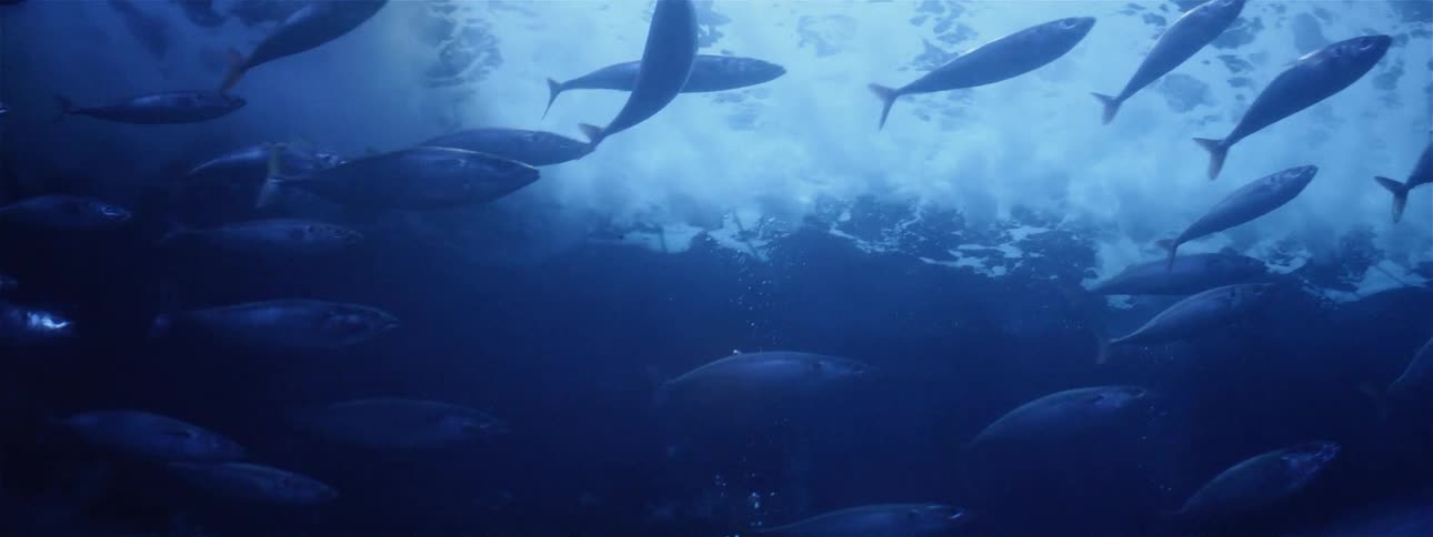 A school of fish swims in water