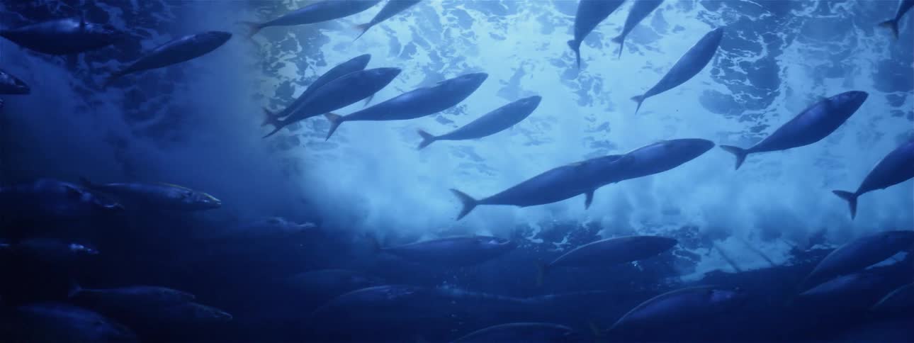 Fish swim in deep blue water