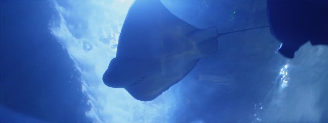 People watch a manta ray swim by in an aquarium tunnel