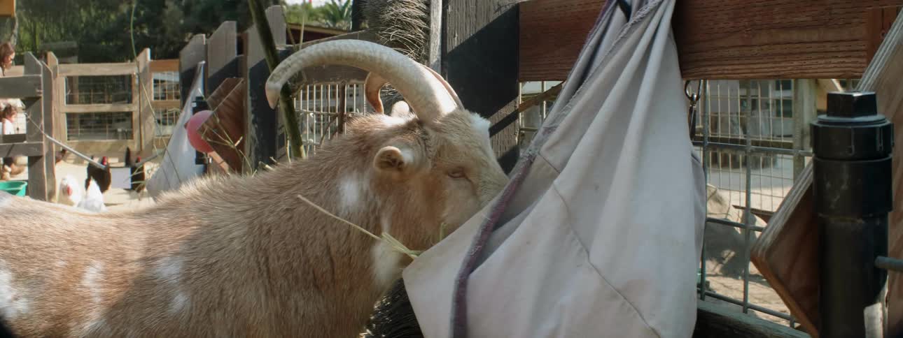 The goat with large horns feeds from a bag