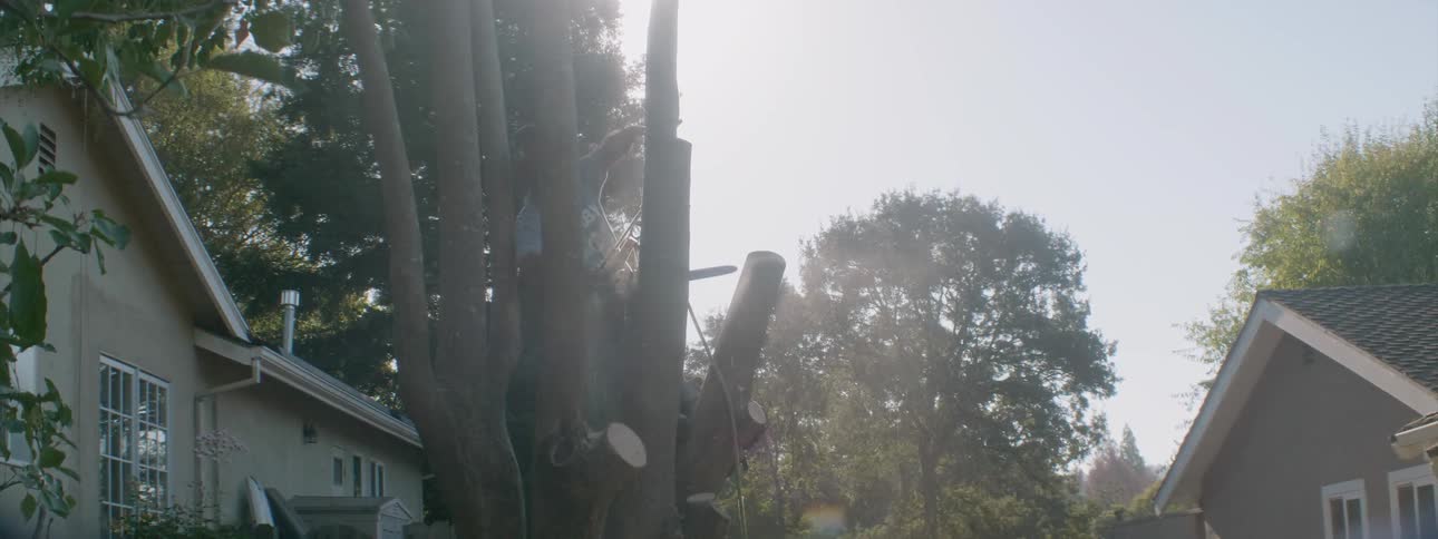 A man is using a chainsaw to cut away limbs on a tree on a sunny day
