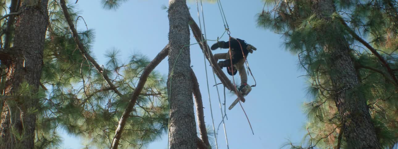 A man hanging from a tree by a harness cuts the branches off