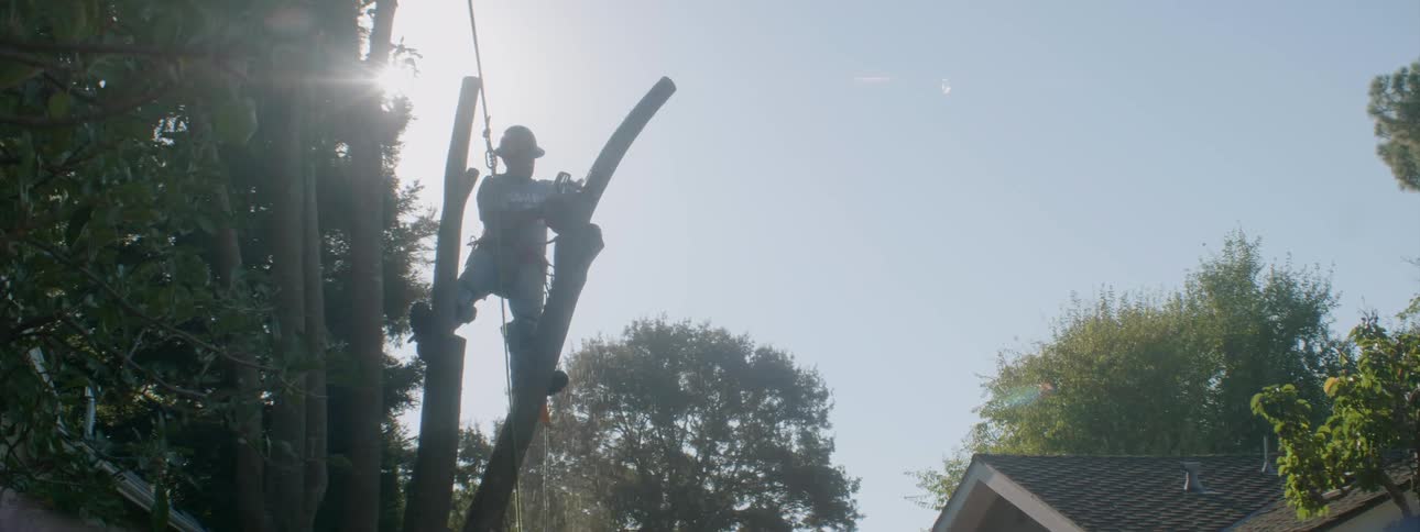 A man balances between two branches as he is trimming a tree during the day
